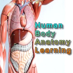 anatomy learning破解版 软件图标