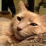 kleptocats cn 软件图标