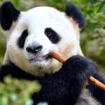 kumakuma 软件图标