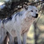wolves吉他曲谱 软件图标