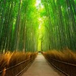 森林壁纸电脑桌面正式官网 软件图标