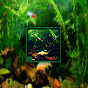 aquarium filter 软件图标