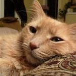 catwallet下载安装 软件图标