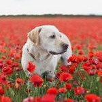 dog days meaning 软件图标