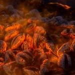 fire on fire stanford 2026 软件图标