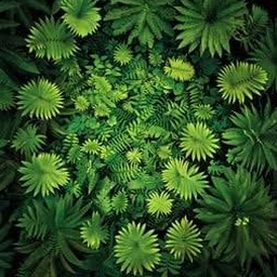 greencloud 软件图标