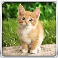 大熊猫图片壁纸 软件图标