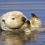 otter pops 软件图标