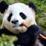 panda mouse pro beta 软件图标