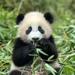 panda fest 软件图标
