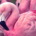 pink palm puff专业 软件图标
