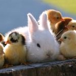 rabbit hole 软件图标
